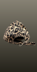 Sapca- animal print
